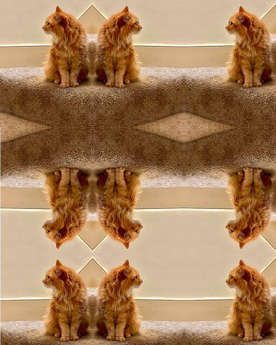 altered photo of a cat